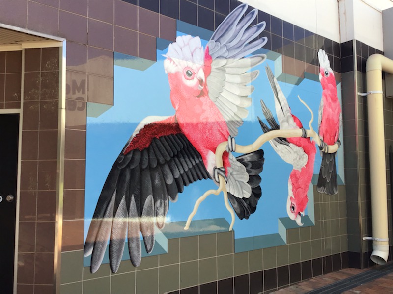 Street Art in Alice Springs - painting is of 3 galahs